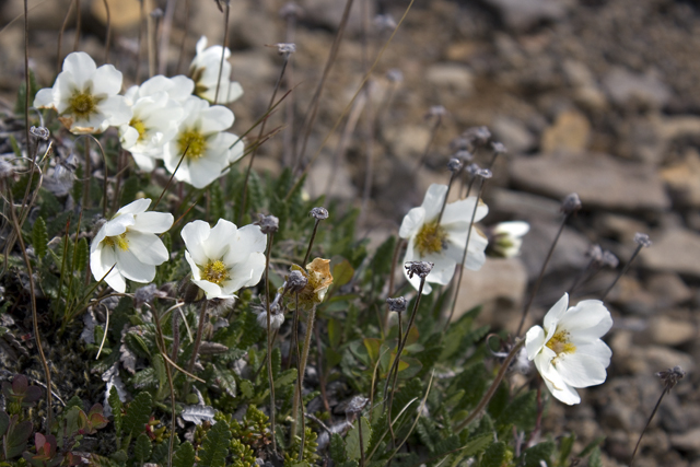 2011-06-29_10-33-14 island.jpg - Silberwurz (Dryas octopetala)